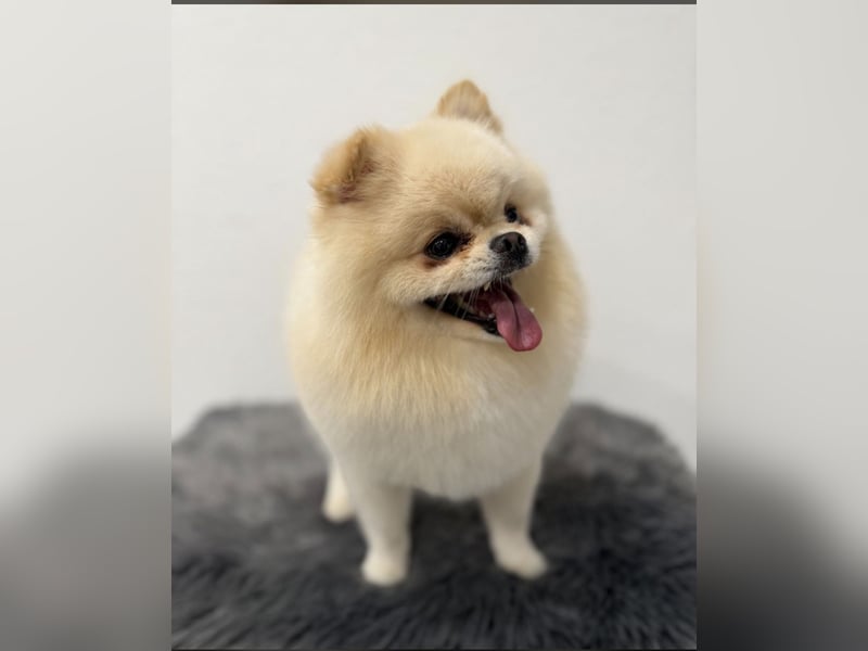 Bobby – lieber Pomeranian (Zwergspitz), 4 Jahre, sucht neues Zuhause