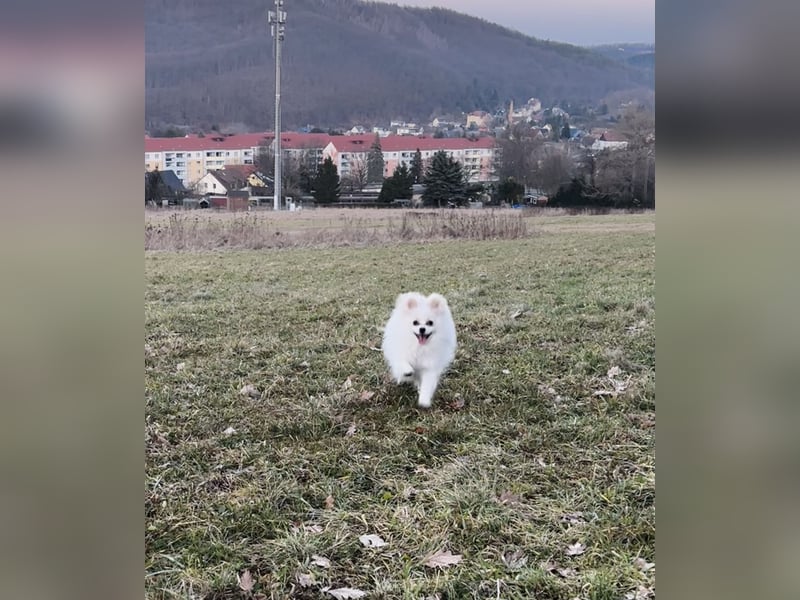Yuna sucht ihr Für-immer-Körbchen 