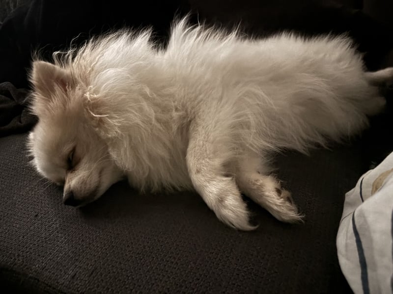 Yuna sucht ihr Für-immer-Körbchen 