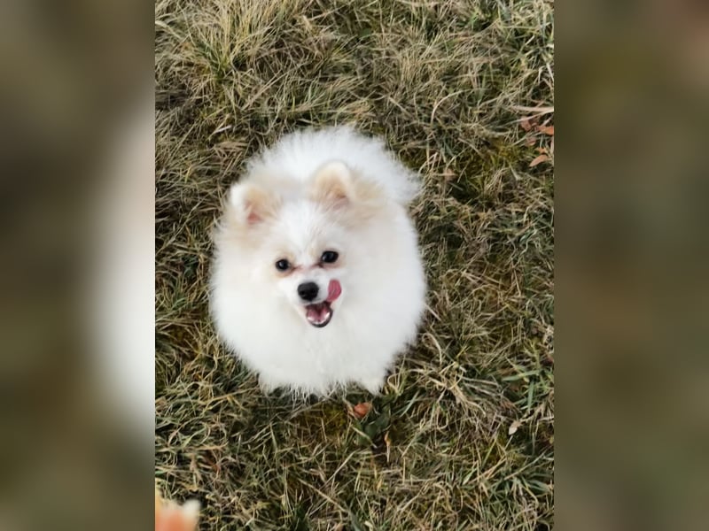 Yuna sucht ihr Für-immer-Körbchen 