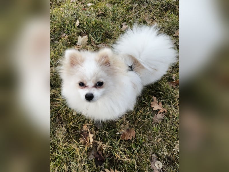 Yuna sucht ihr Für-immer-Körbchen 