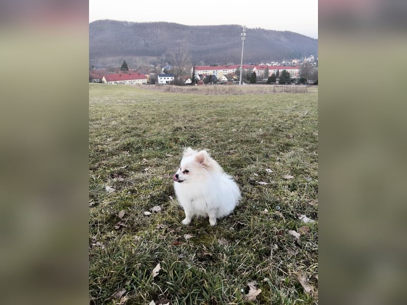 Yuna sucht ihr Für-immer-Körbchen 