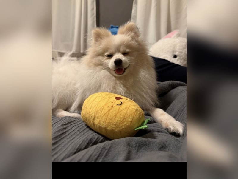 Yuna sucht ihr Für-immer-Körbchen 