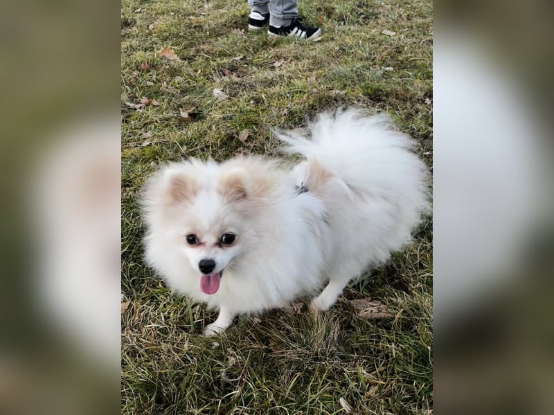 Yuna sucht ihr Für-immer-Körbchen 