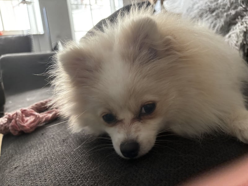 Yuna sucht ihr Für-immer-Körbchen 