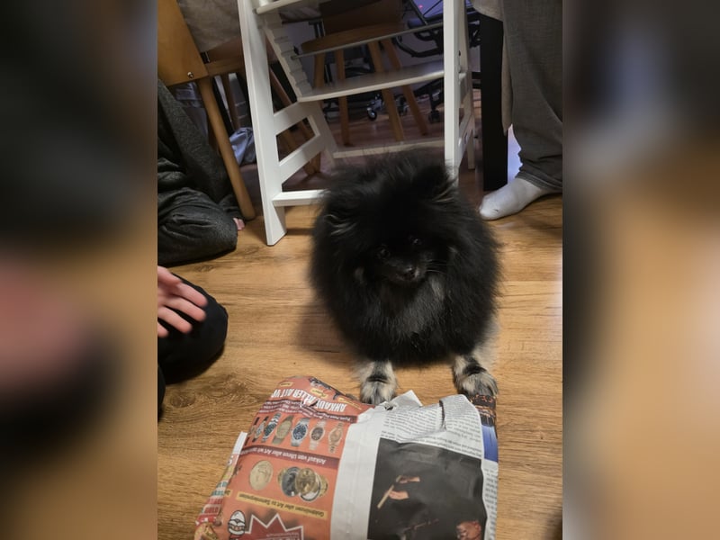 Liebe Pomeranian Dame 3 jahre