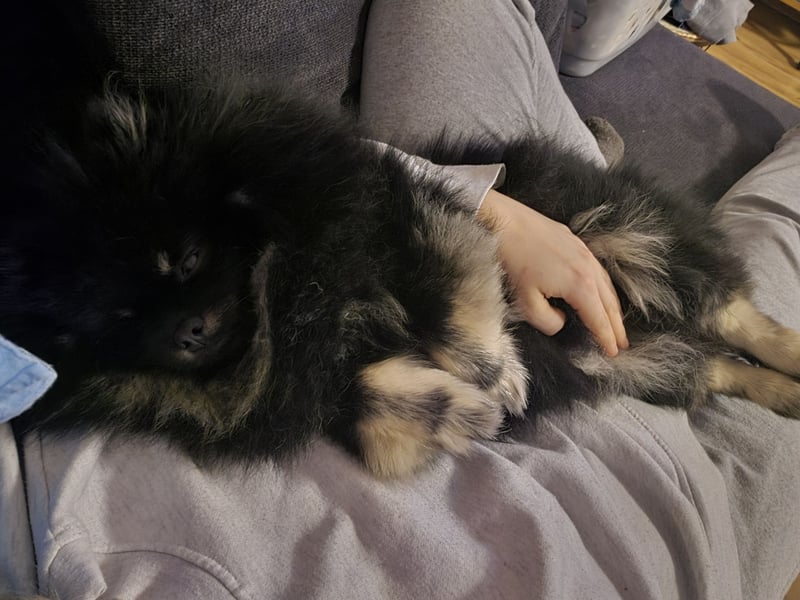 Liebe Pomeranian Dame 3 jahre