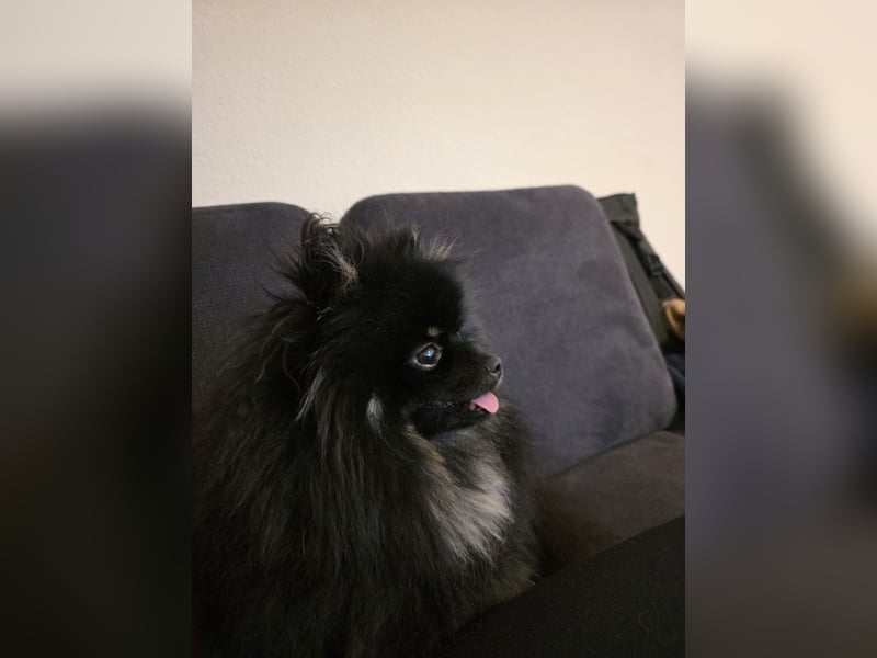 Liebe Pomeranian Dame 3 jahre