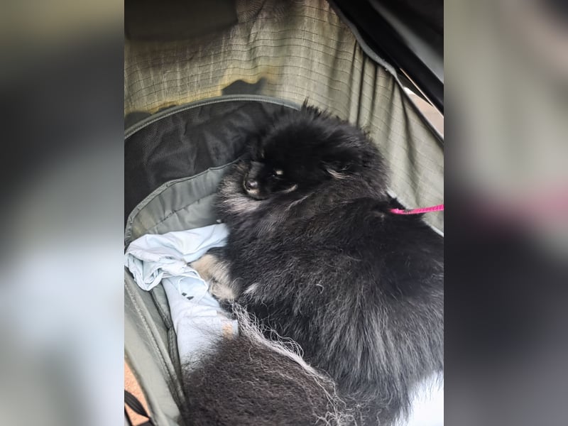 Liebe Pomeranian Dame 3 jahre