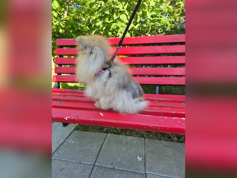 Bezaubernde Jasmin sucht ihre Menschen