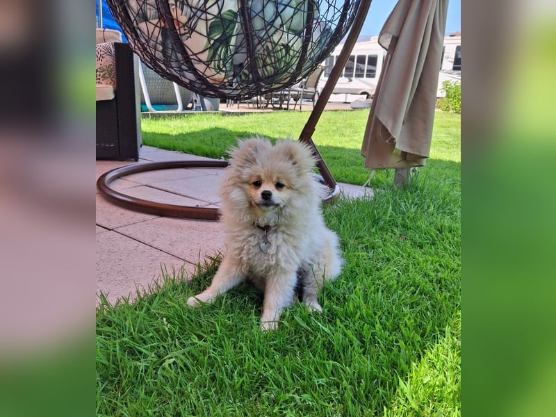 Pomeranian Spitz Weibchen
