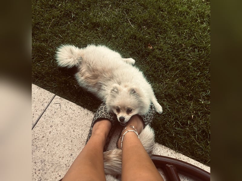 Pomeranian Spitz Weibchen
