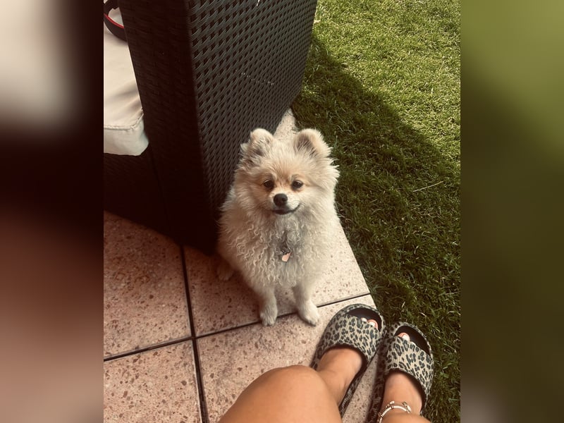 Pomeranian Spitz Weibchen