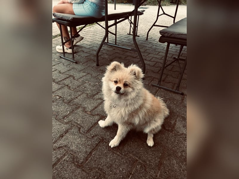 Pomeranian Spitz Weibchen