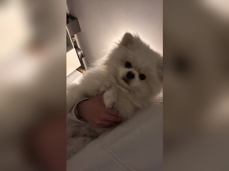 Liebevoller Pomerian