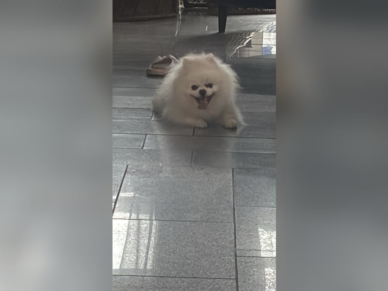 Liebevoller Pomerian