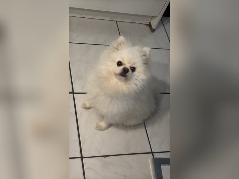 Liebevoller Pomerian