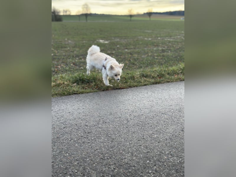 Canidae Pomeranian Fuxenia 