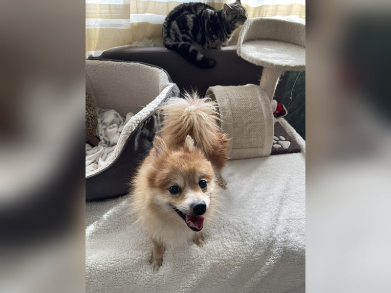 LEXI - kleine Seniorenhündin