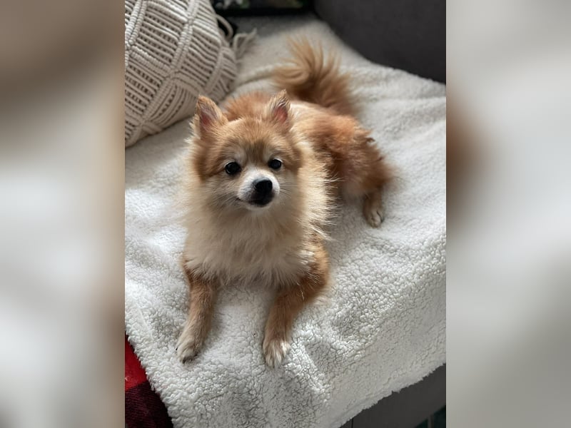 LEXI - kleine Seniorenhündin