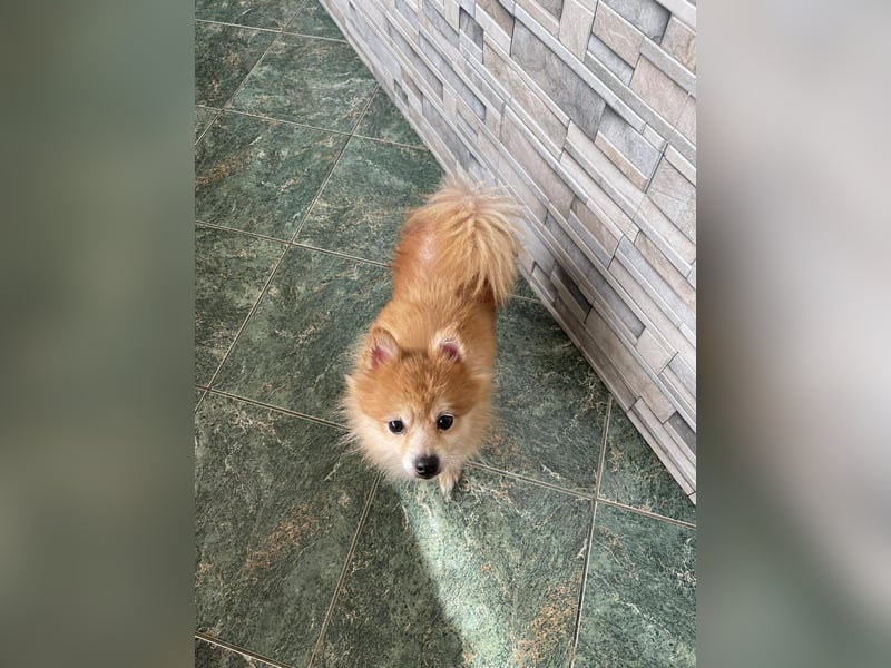 LEXI - kleine Seniorenhündin