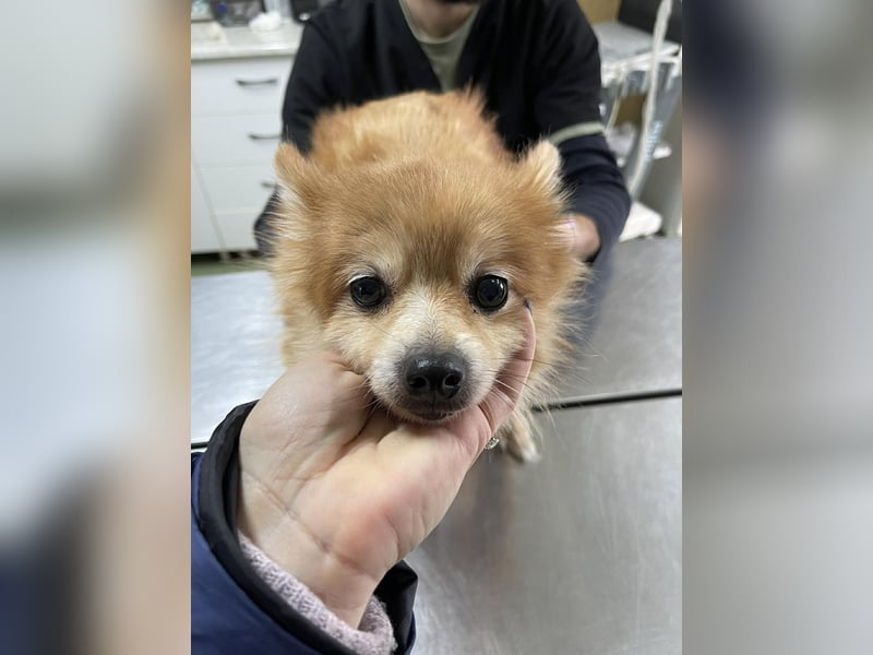 LEXI - kleine Seniorenhündin