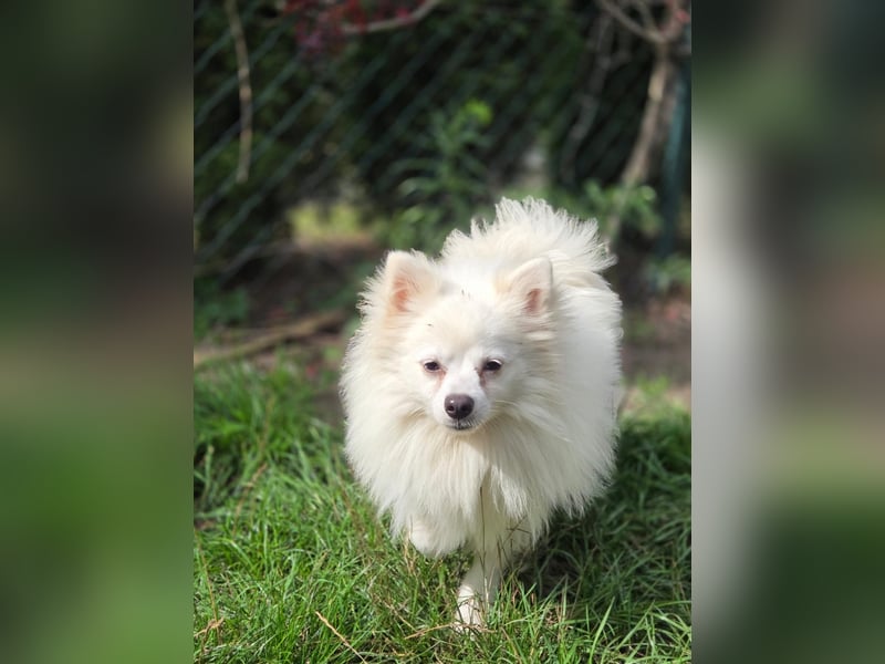 Kleiner Pomeranian Rüde Teddy sucht ein Zuhause