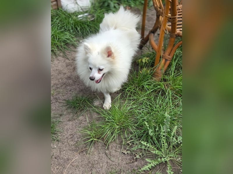 Kleiner Pomeranian Rüde Teddy sucht ein Zuhause