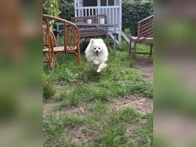 Kleiner Pomeranian Rüde Teddy sucht ein Zuhause