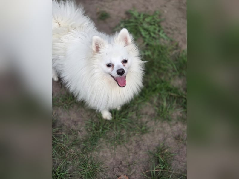 Kleiner Pomeranian Rüde Teddy sucht ein Zuhause