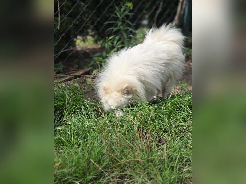 Kleiner Pomeranian Rüde Teddy sucht ein Zuhause