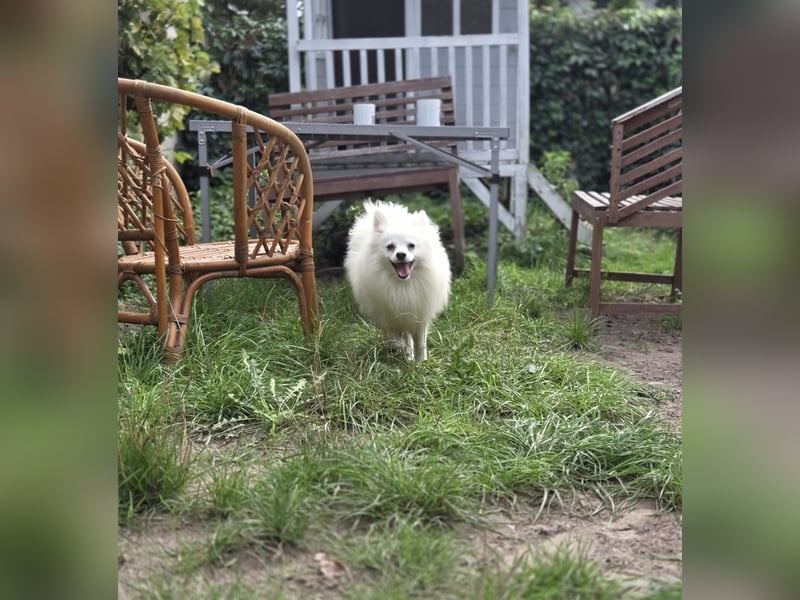 Kleiner Pomeranian Rüde Teddy sucht ein Zuhause
