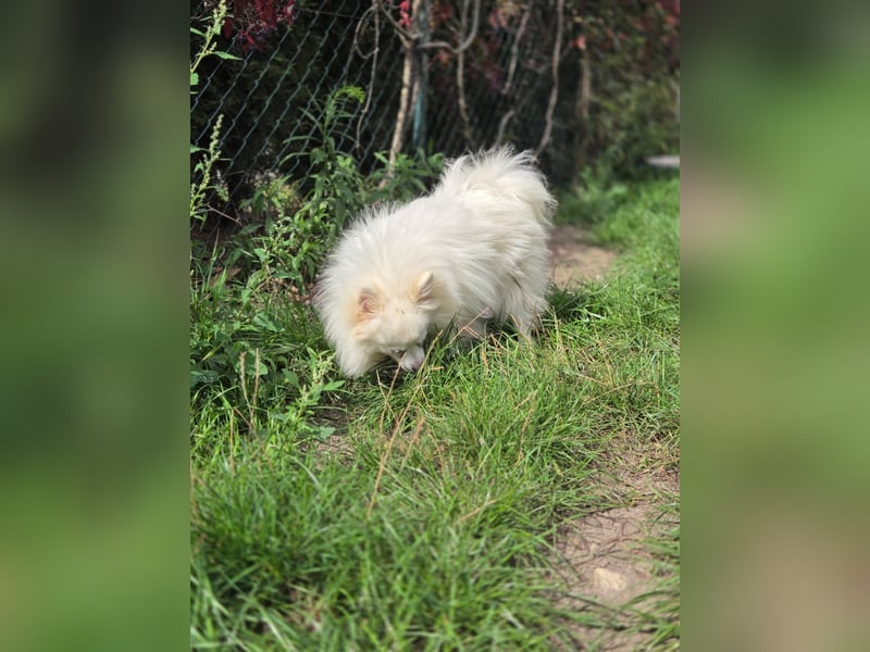 Kleiner Pomeranian Rüde Teddy sucht ein Zuhause