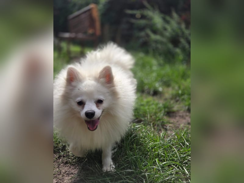 Kleiner Pomeranian Rüde Teddy sucht ein Zuhause