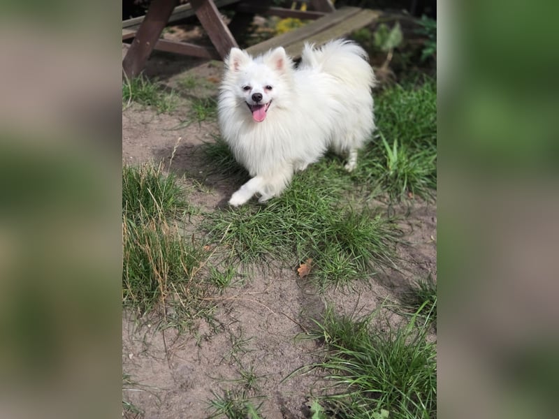 Kleiner Pomeranian Rüde Teddy sucht ein Zuhause