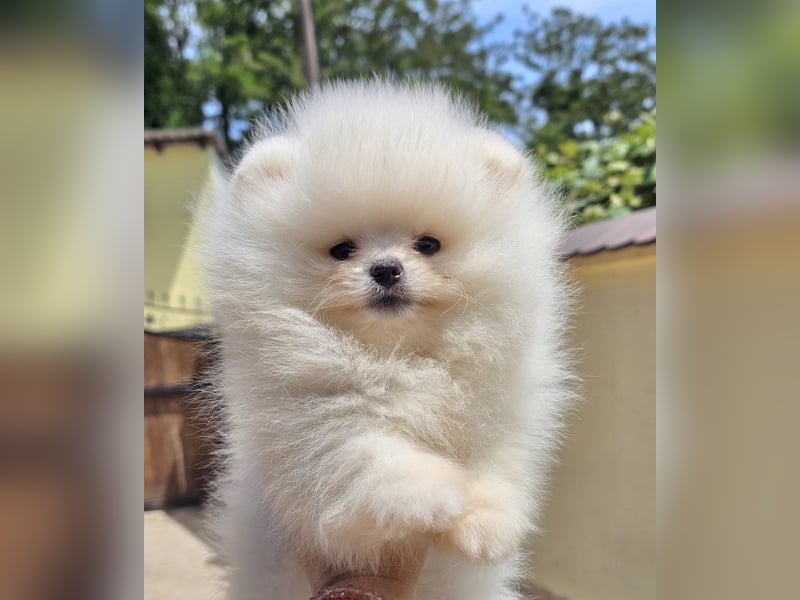 Pomeranian BOO Teddybär-Typ – Pomeranian Spitz Welpen