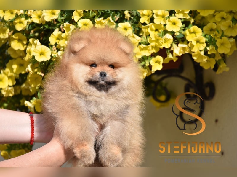 Pomeranian BOO – Teddy-Bär-Welpen