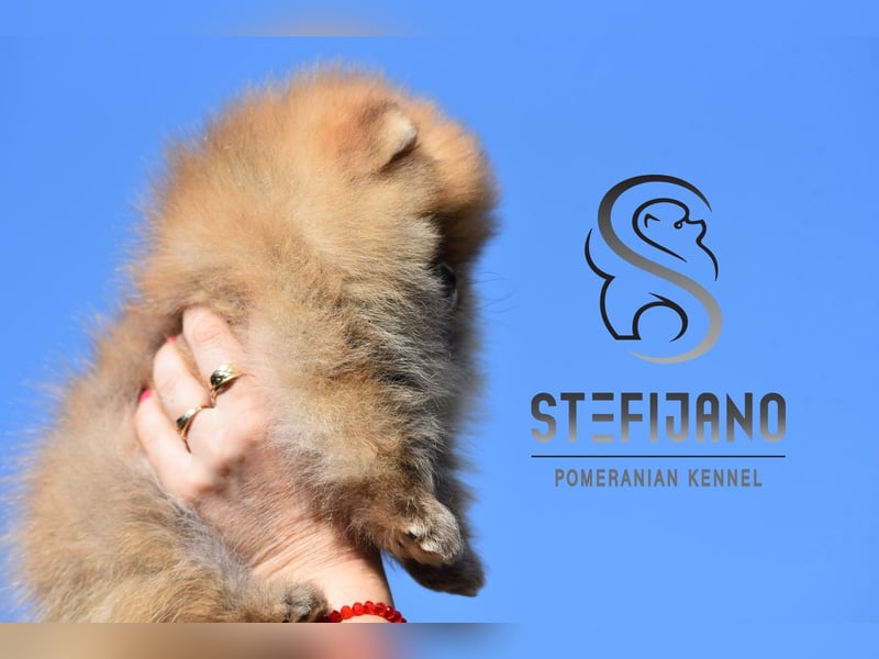Pomeranian BOO – Teddy-Bär-Welpen
