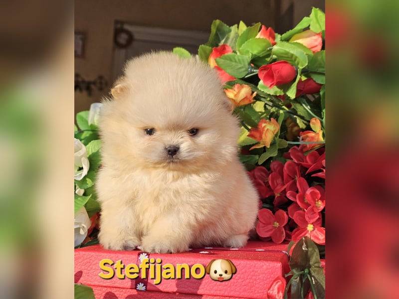 Pomeranian Boo Welpen