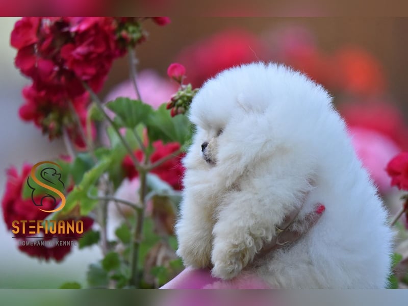 Pomeranian BOO – Teddy-Bär-Welpen