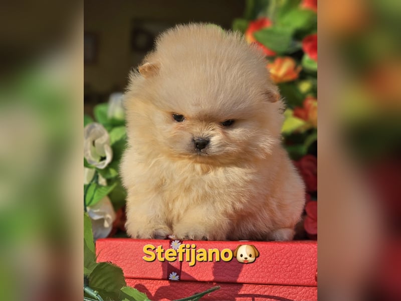 Pomeranian Boo Welpen