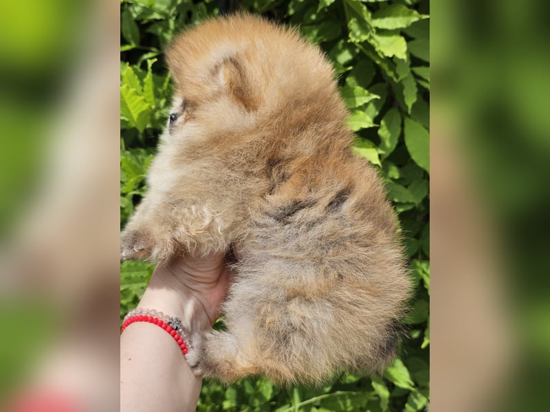 Pomeranian BOO Teddybär-Typ – Pomeranian Spitz Welpen