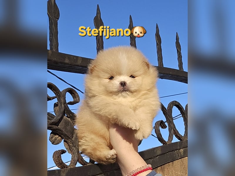 Pomeranian Boo Welpen