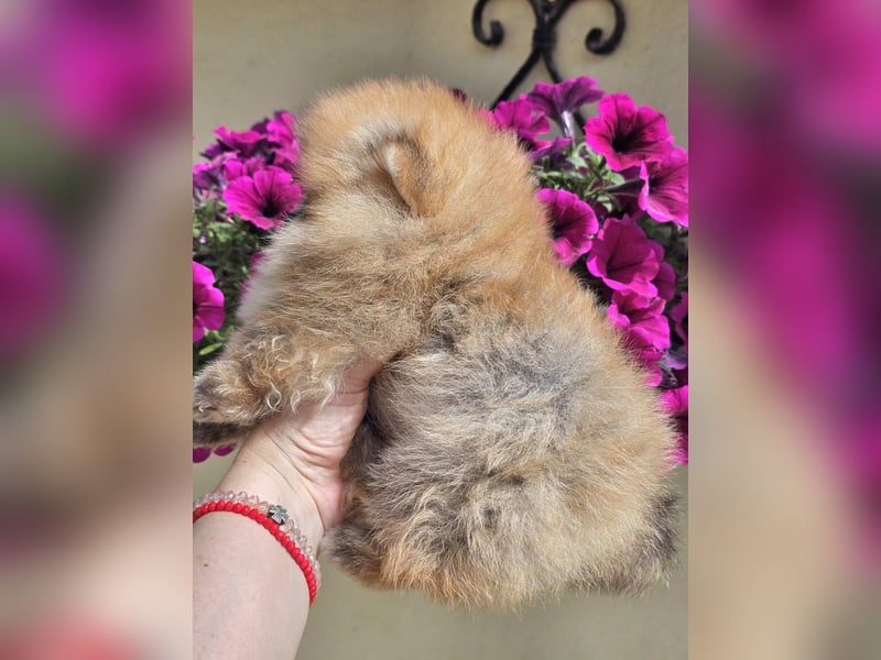 Pomeranian BOO Teddybär-Typ – Pomeranian Spitz Welpen
