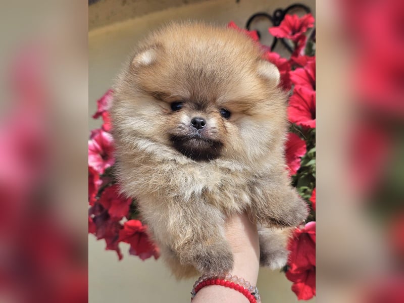 Pomeranian BOO Teddybär-Typ – Pomeranian Spitz Welpen