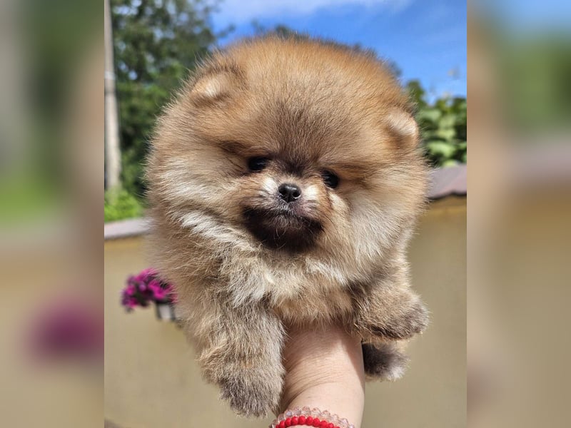 Pomeranian BOO Teddybär-Typ – Pomeranian Spitz Welpen