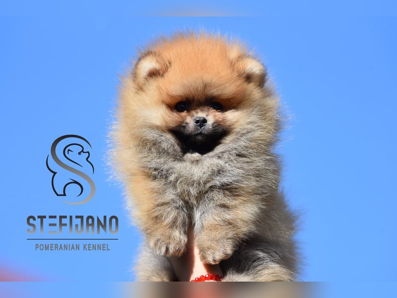 Pomeranian BOO – Teddy-Bär-Welpen