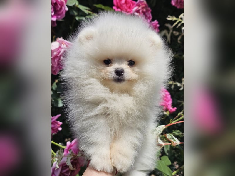 Pomeranian BOO Teddybär-Typ – Pomeranian Spitz Welpen