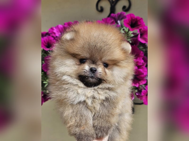 Pomeranian BOO Teddybär-Typ – Pomeranian Spitz Welpen