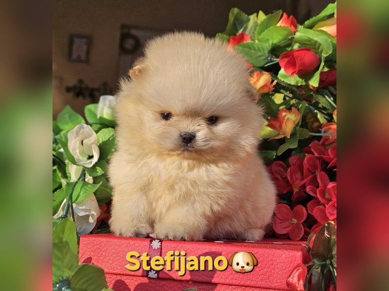 Pomeranian Boo Welpen